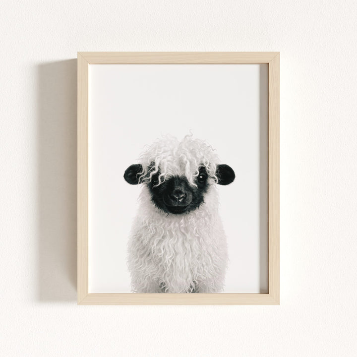 Baby Blacknose Sheep