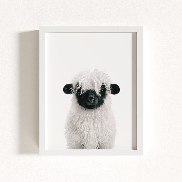 Baby Blacknose Sheep