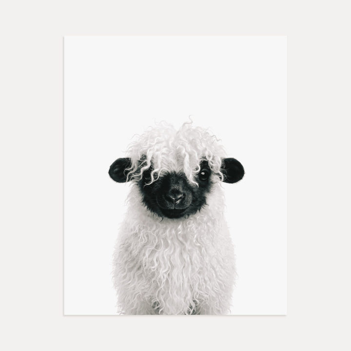 Baby Blacknose Sheep