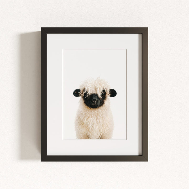 Baby Blacknose Sheep