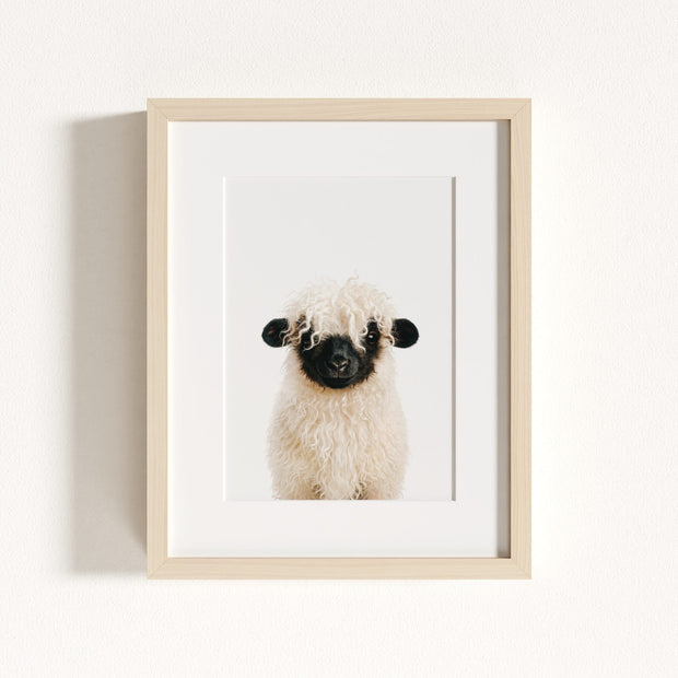 Baby Blacknose Sheep