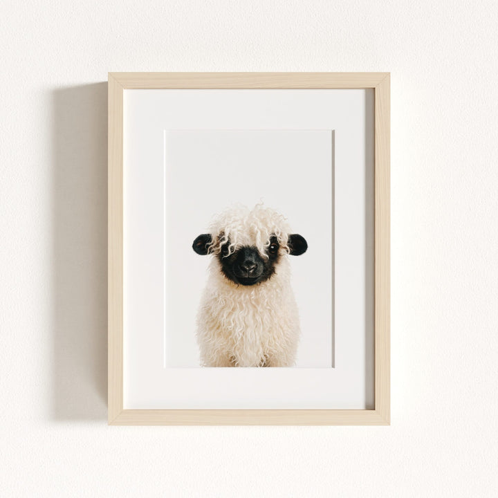 Baby Blacknose Sheep