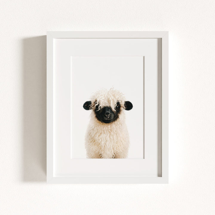 Baby Blacknose Sheep