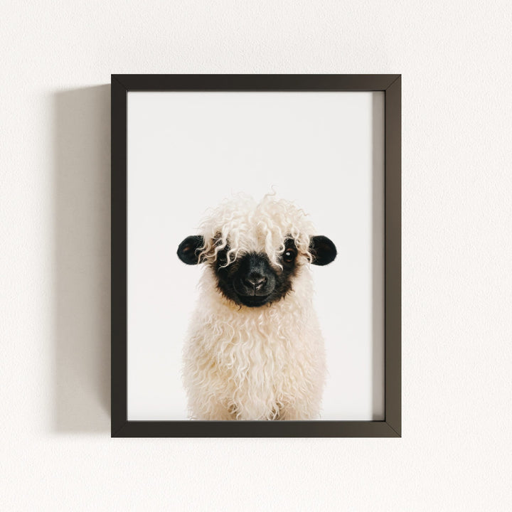 Baby Blacknose Sheep