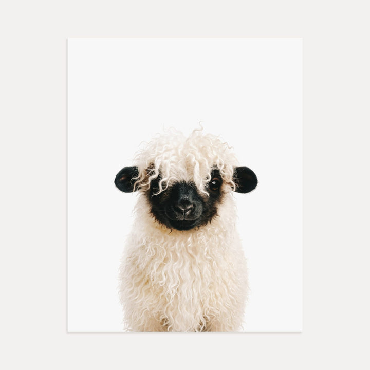 Baby Blacknose Sheep