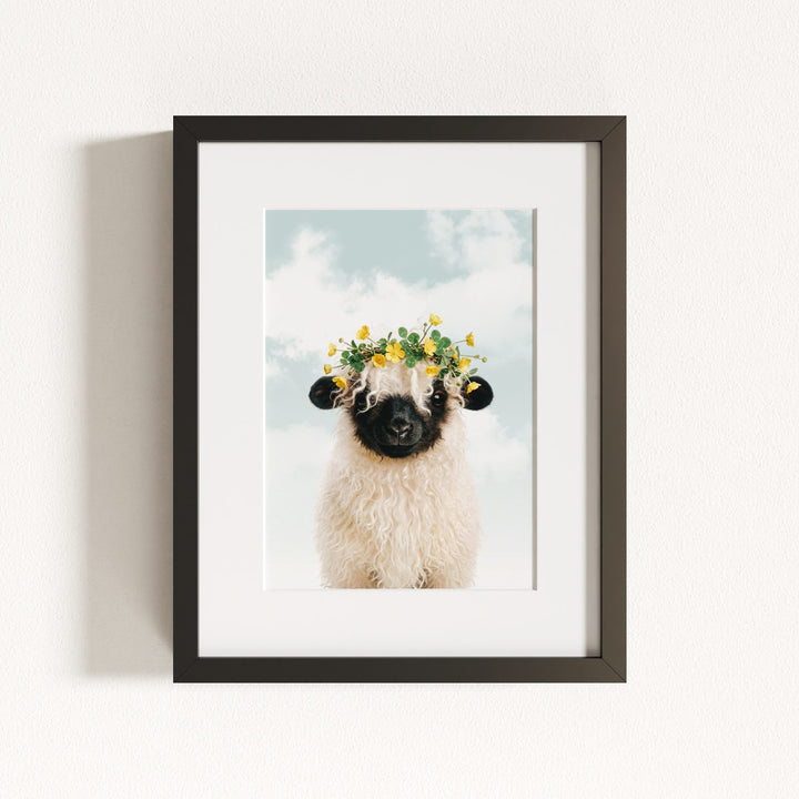 Baby Blacknose Sheep