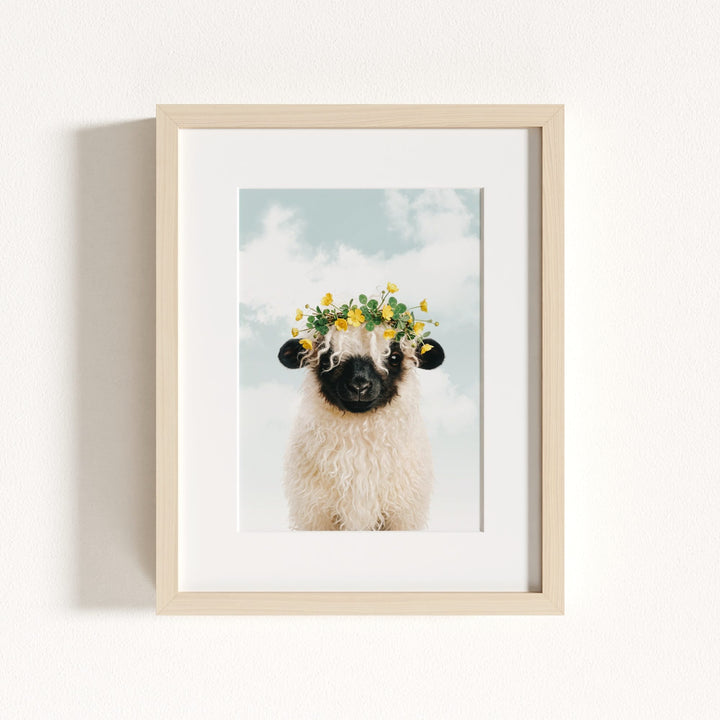 Baby Blacknose Sheep