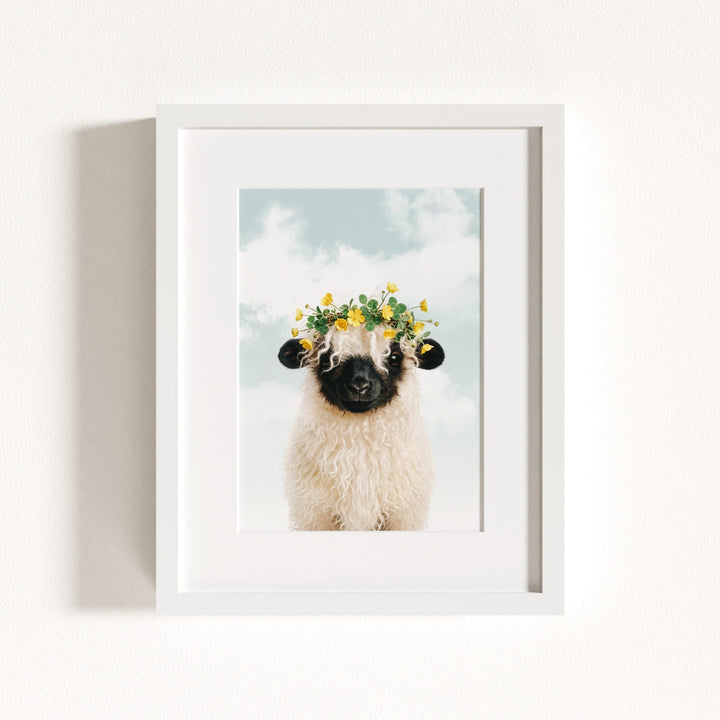 Baby Blacknose Sheep