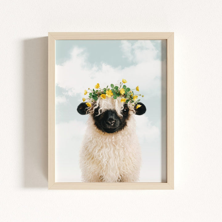 Baby Blacknose Sheep