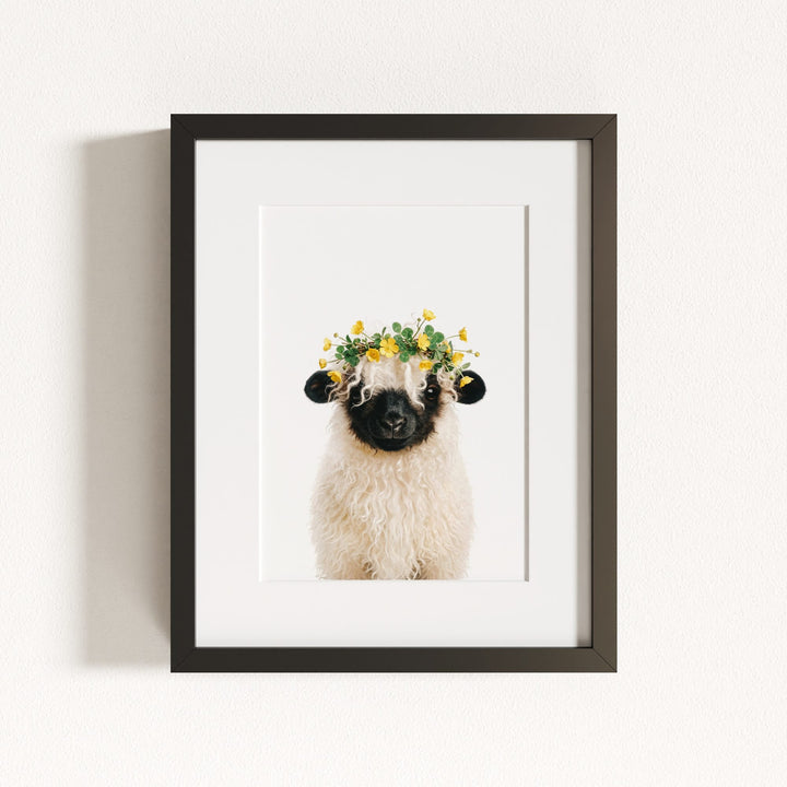 Baby Blacknose Sheep