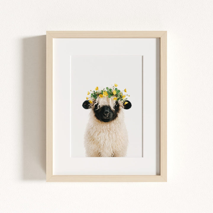 Baby Blacknose Sheep