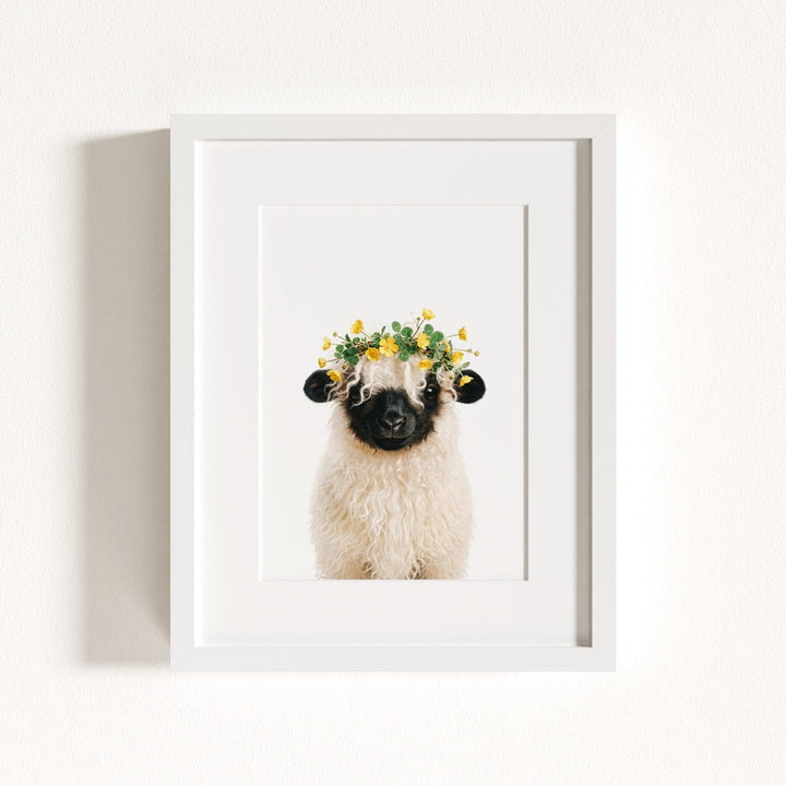 Baby Blacknose Sheep