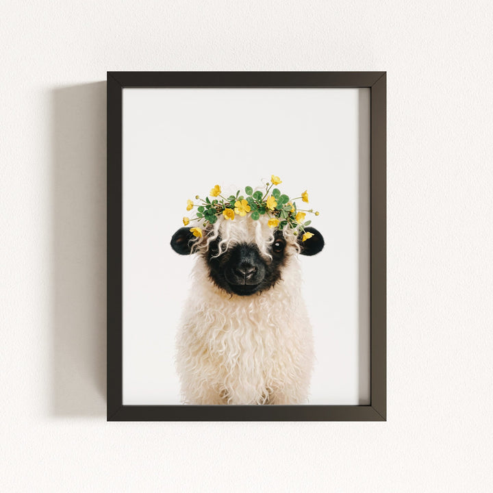 Baby Blacknose Sheep