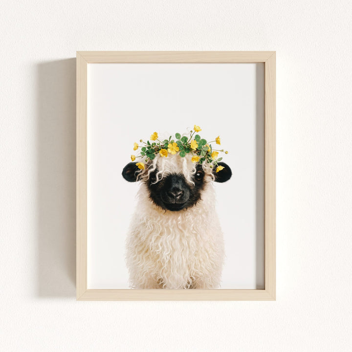 Baby Blacknose Sheep