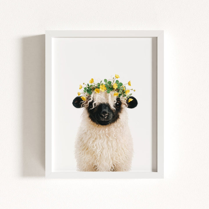 Baby Blacknose Sheep