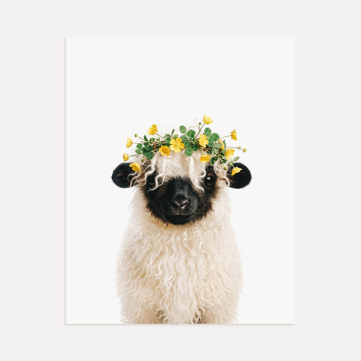 Baby Blacknose Sheep