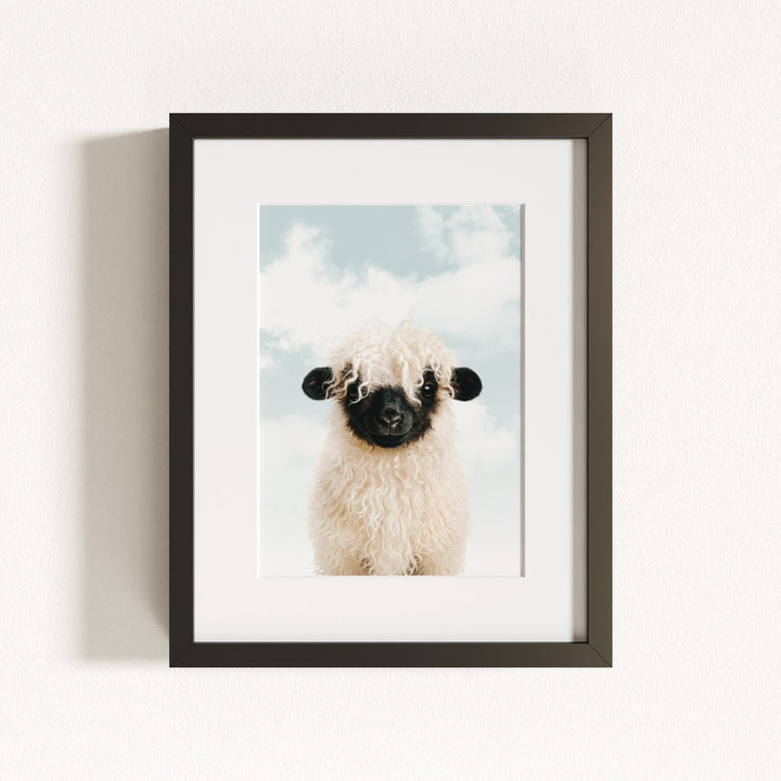 Baby Blacknose Sheep