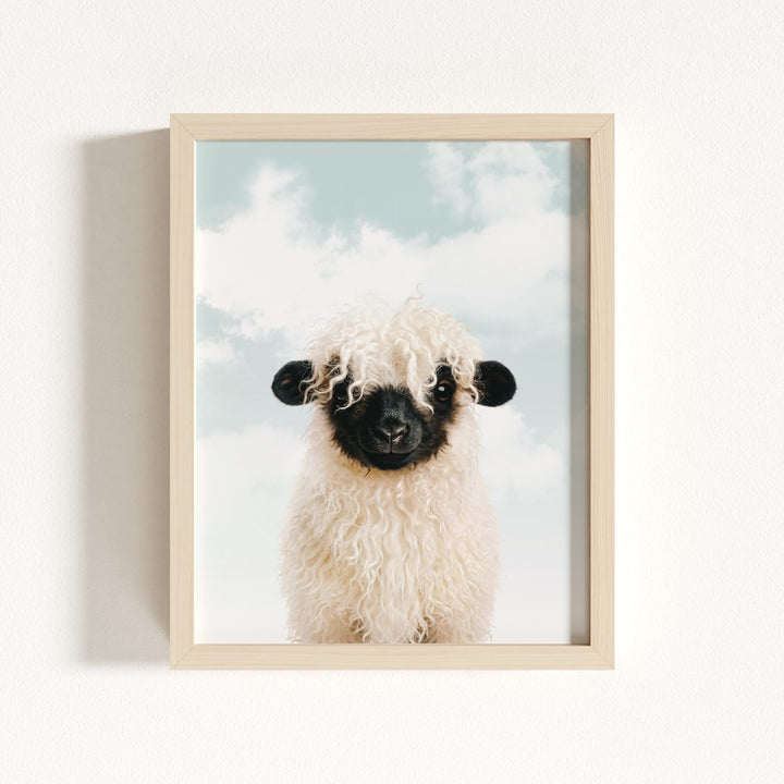 Baby Blacknose Sheep