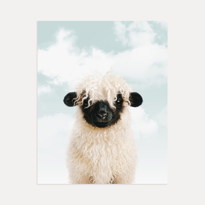 Baby Blacknose Sheep