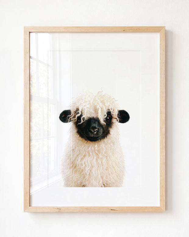 Baby Blacknose Sheep
