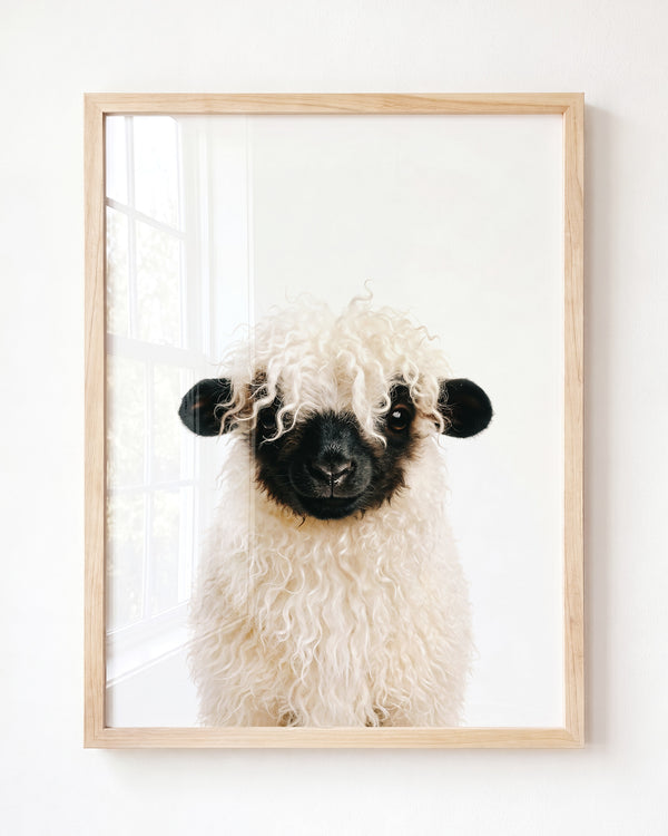 Baby Blacknose Sheep — Framed