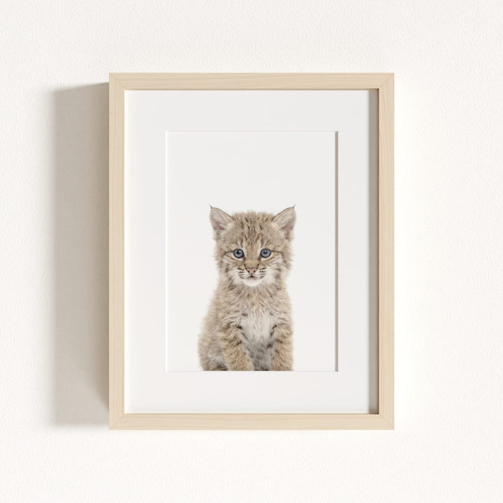 Baby Bobcat
