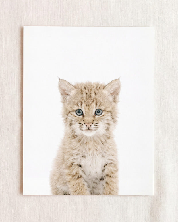 Baby Bobcat