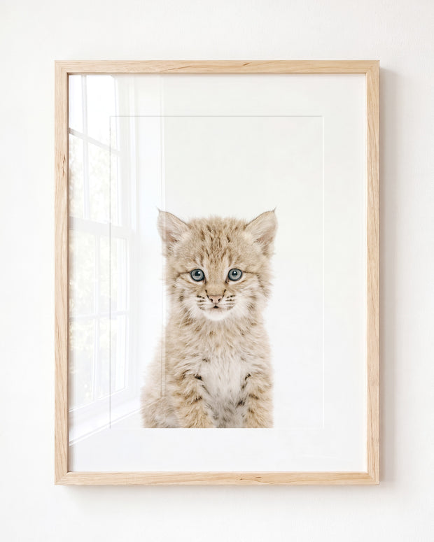 Baby Bobcat