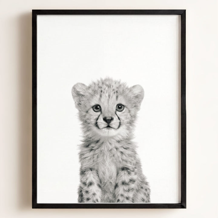 Baby Cheetah