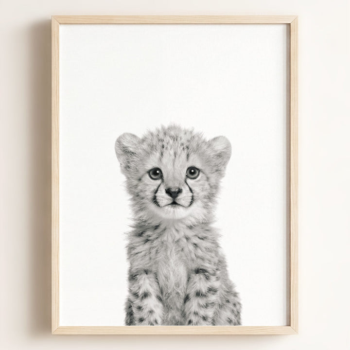 Baby Cheetah