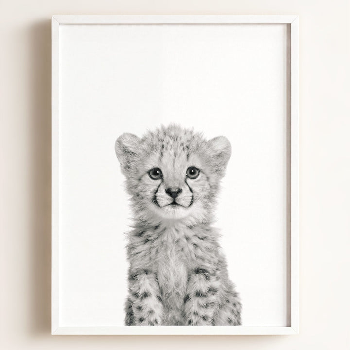 Baby Cheetah