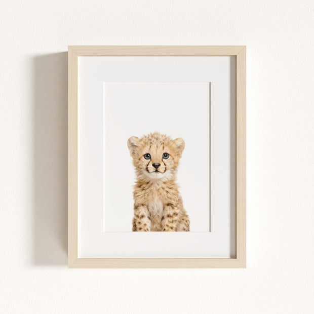 Baby Cheetah