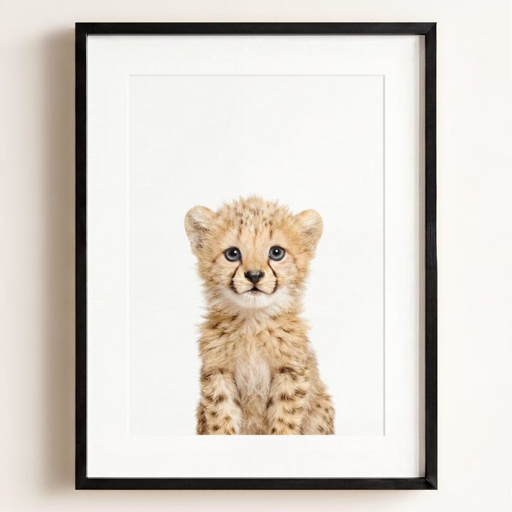 Baby Cheetah