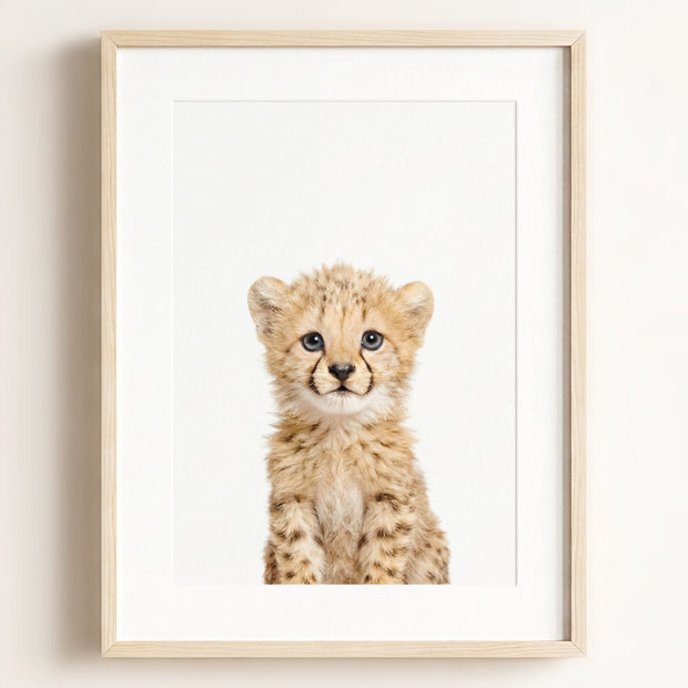 Baby Cheetah