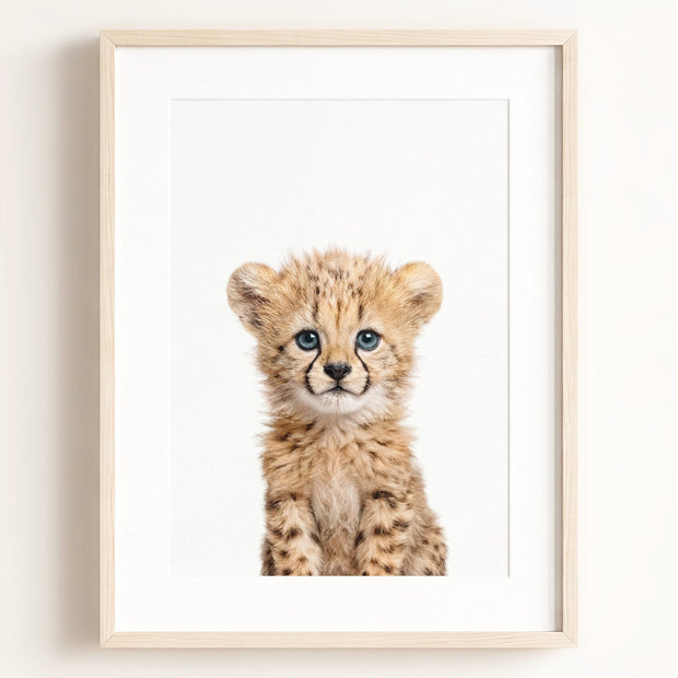 Baby Cheetah