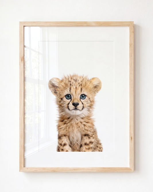 Baby Cheetah