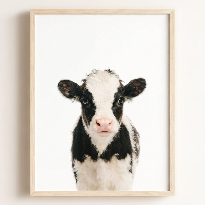 Baby Cow