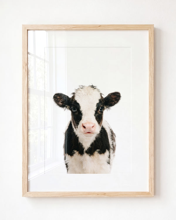 Baby Cow - Framed Art