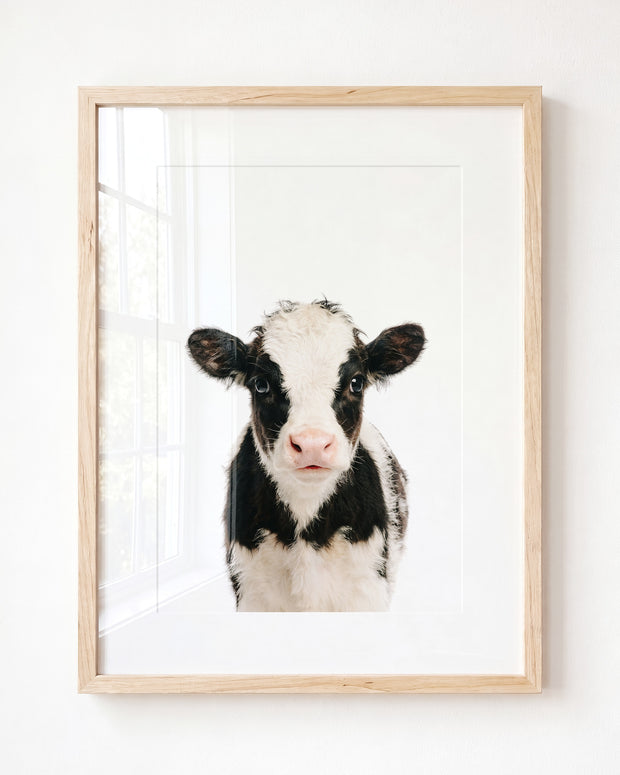 Baby Cow