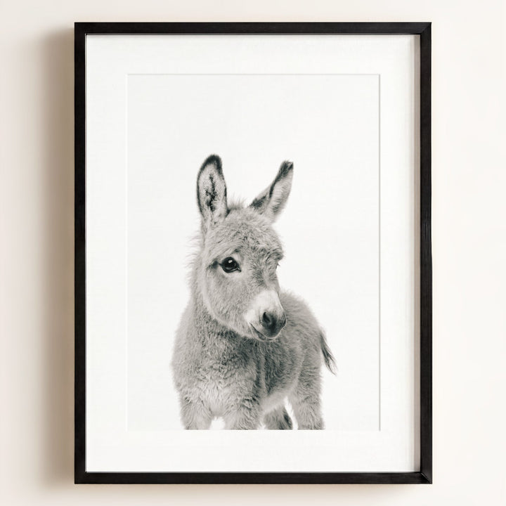 Baby Donkey