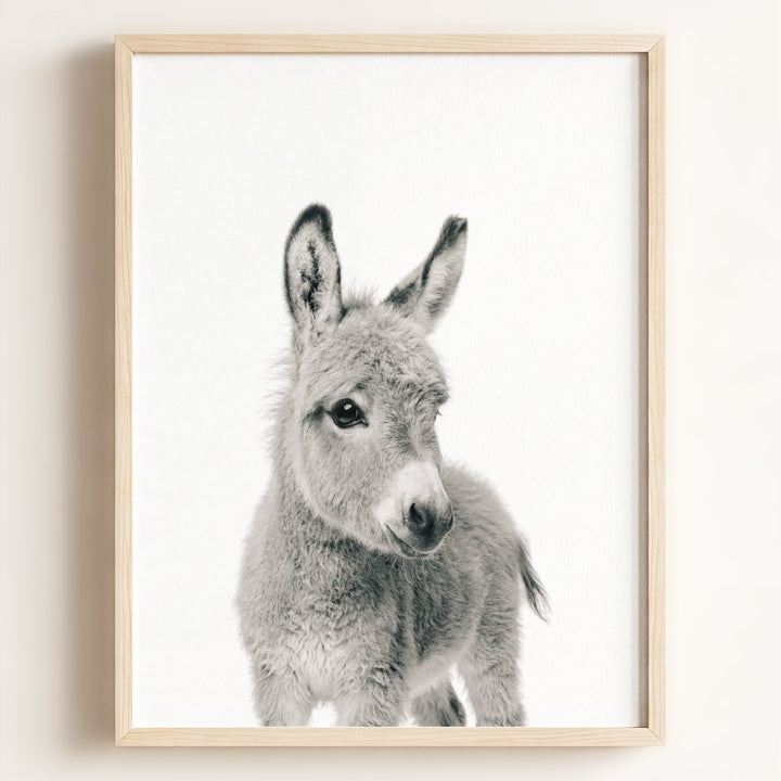 Baby Donkey
