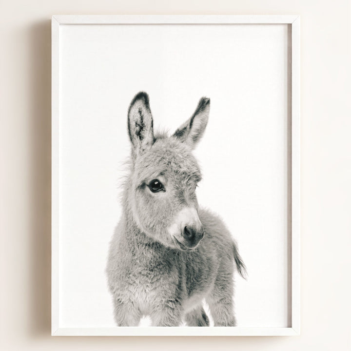 Baby Donkey