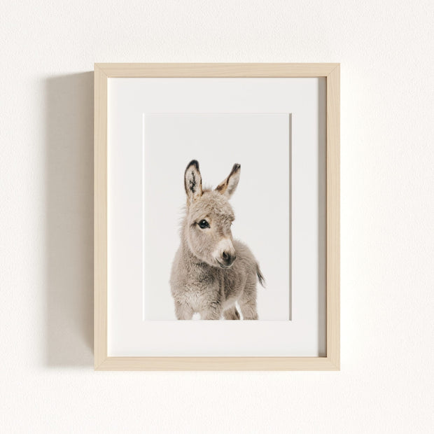 Baby Donkey