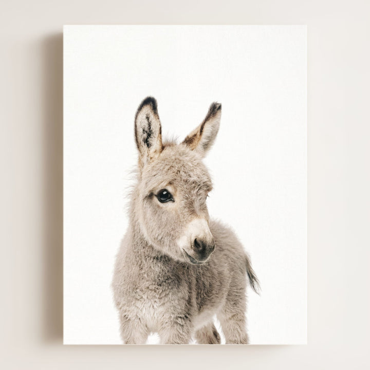 Baby Donkey