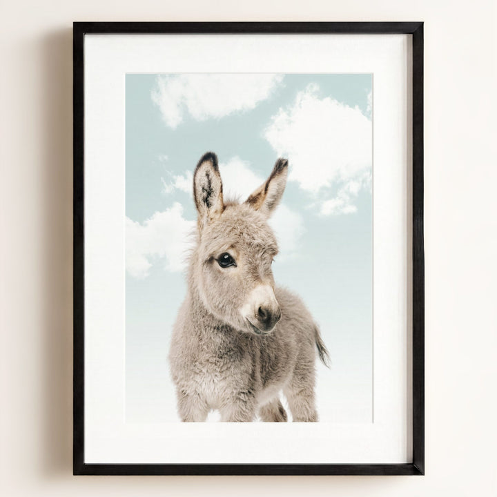 Baby Donkey