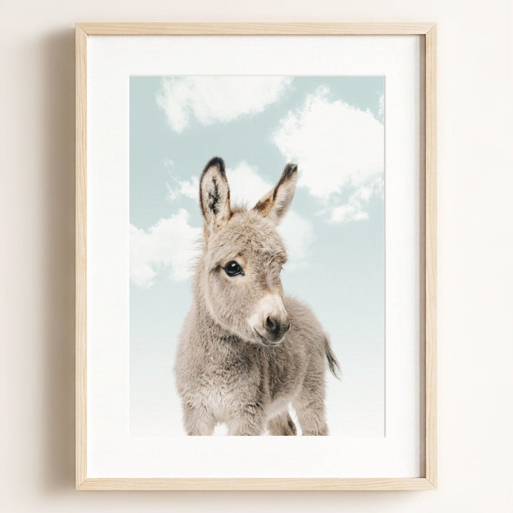 Baby Donkey