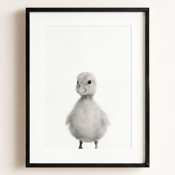 Baby Duckling
