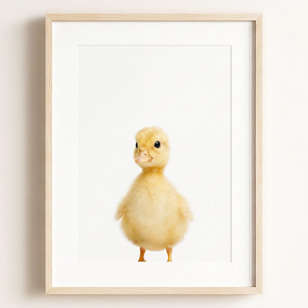 Baby Duckling