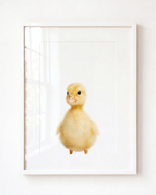 Baby Duckling — Framed Art