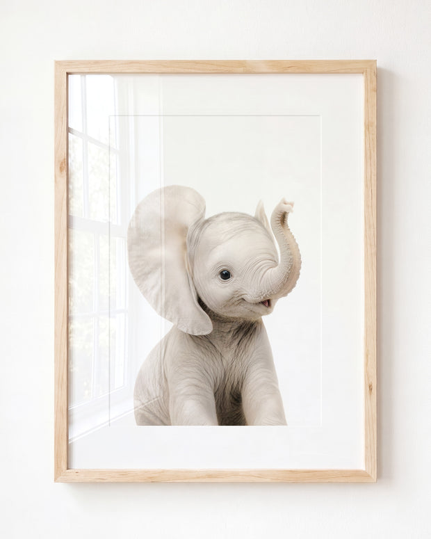 Baby Elephant